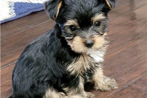 Vespa - Yorkshire Terrier - Yorkie for sale