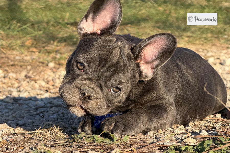 Tulip - French Bulldog for sale