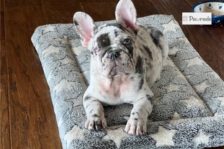 Tiger - French Bulldog for sale