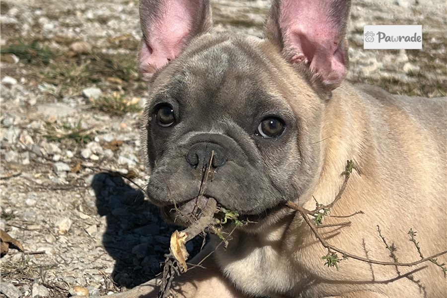 Trent - French Bulldog for sale