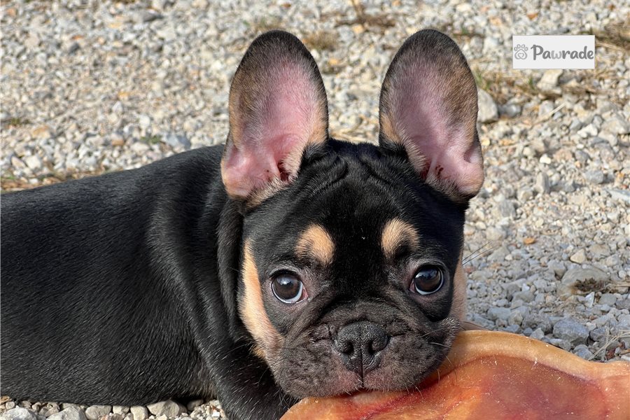 Tucker - French Bulldog for sale