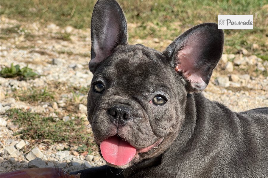 Tulip - French Bulldog for sale