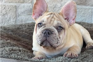 Tony - French Bulldog for sale