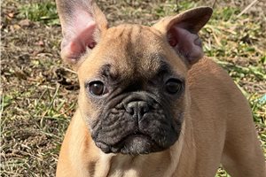 Penelope - puppy for sale