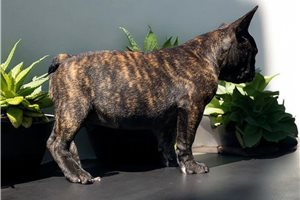 Jabin - French Bulldog for sale