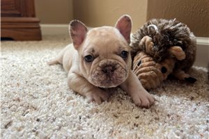 Tony - French Bulldog for sale