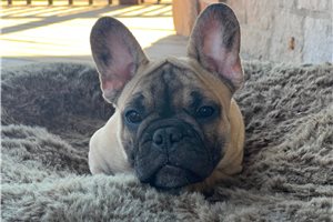 Turtle - French Bulldog for sale