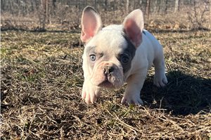 Sully - French Bulldog for sale