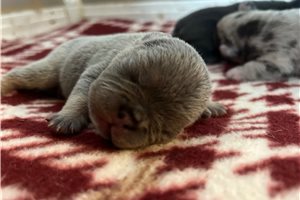 Timon - French Bulldog for sale