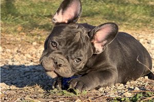 Tulip - French Bulldog for sale