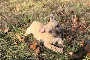 Newt - French Bulldog for sale