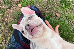 Renee - French Bulldog for sale