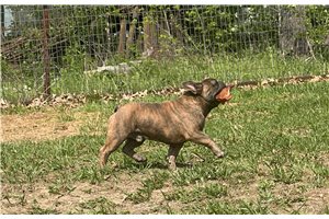 Peter - puppy for sale