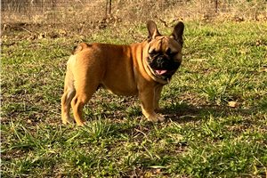 Phoenix - puppy for sale