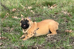 Owen - French Bulldog for sale