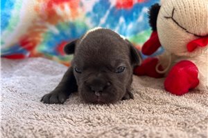 Tulip - puppy for sale