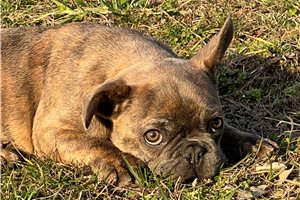 Peter - French Bulldog for sale