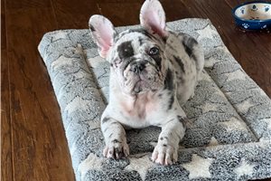 Tiger - French Bulldog for sale