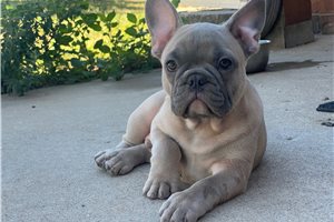 Trent - French Bulldog for sale