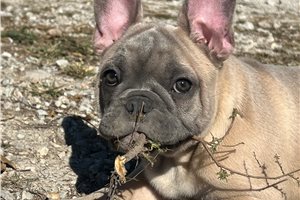 Trent - French Bulldog for sale