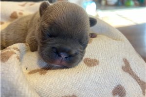 Trent - puppy for sale