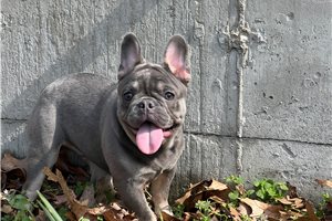 Rufus - French Bulldog for sale