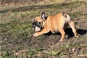 Parker - puppy for sale