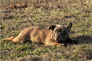 Peter - French Bulldog for sale