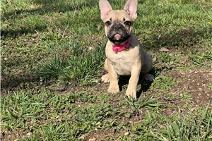 Sherri - puppy for sale