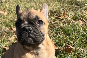 Owen - French Bulldog for sale