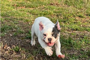 Patrick - French Bulldog for sale