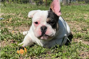 Patrick - French Bulldog for sale