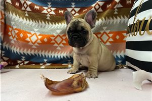 Turtle - French Bulldog for sale
