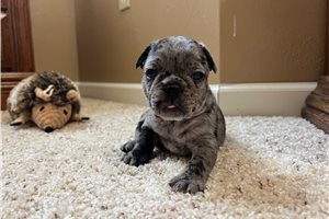 Tasha - French Bulldog for sale