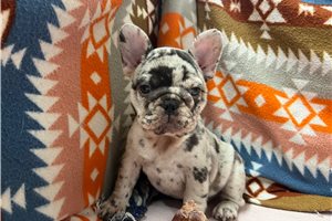 Tiger - French Bulldog for sale