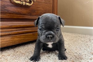 Tulip - French Bulldog for sale
