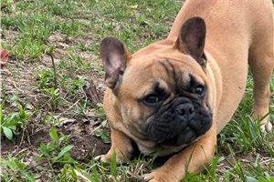 Owen - French Bulldog for sale