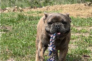 Peter - French Bulldog for sale