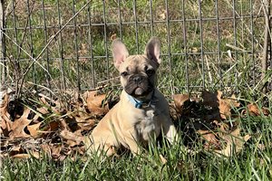 Sloane - puppy for sale