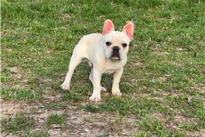 Simpson - French Bulldog for sale