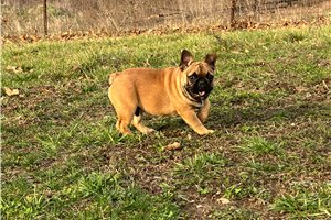 Phoenix - French Bulldog for sale