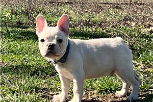 Simpson - puppy for sale