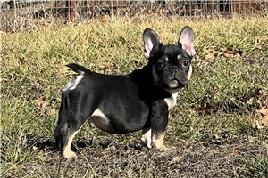Osborn - French Bulldog for sale