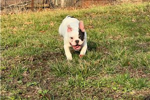 Patrick - French Bulldog for sale