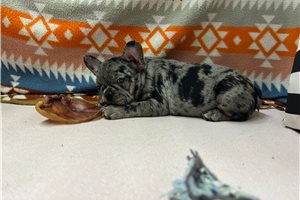 Tasha - French Bulldog for sale