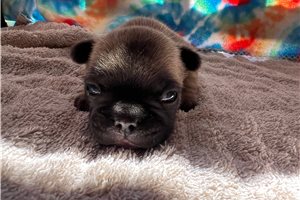 Turtle - puppy for sale