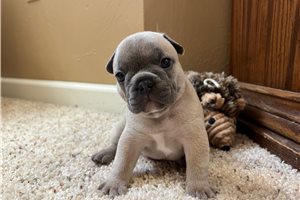 Trent - French Bulldog for sale