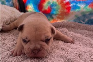 Tony - French Bulldog for sale