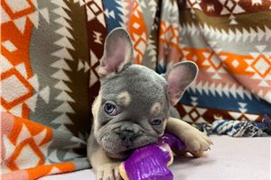 Timon - French Bulldog for sale