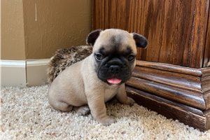 Turtle - French Bulldog for sale